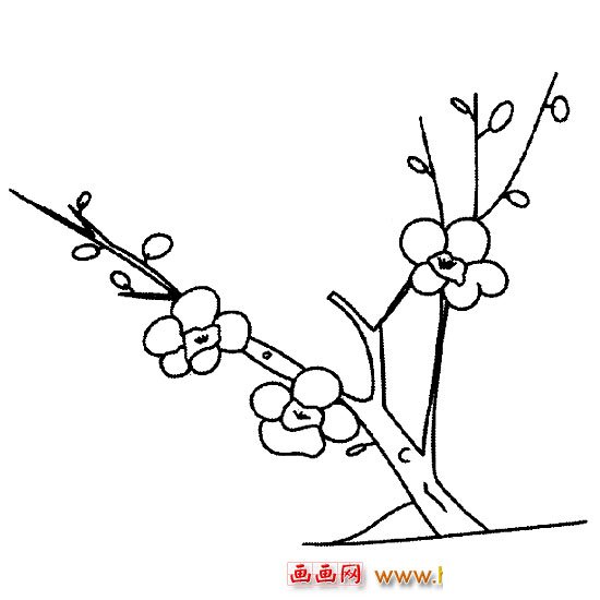 花卉简笔画:含苞待放的梅花