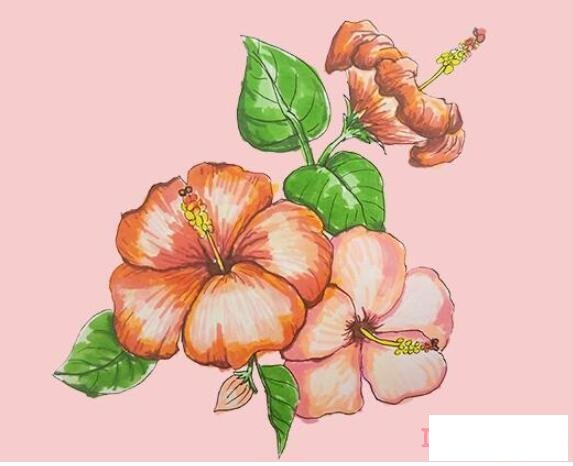 教你一步一步画扶桑花简笔画涂色简单漂亮
