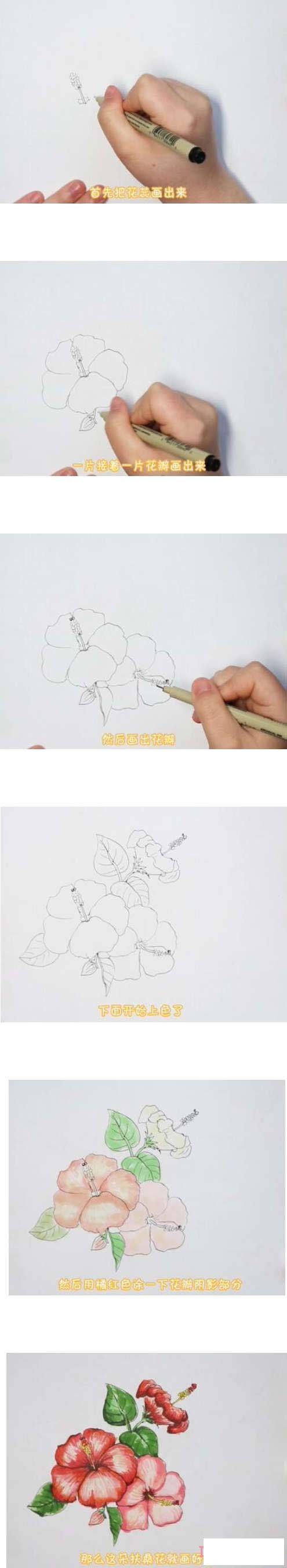 教你一步一步画扶桑花简笔画涂色简单漂亮