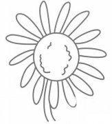 雏菊简笔画图片