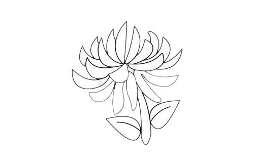 菊花简笔画图片步骤五