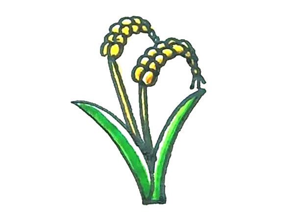 学画麦子简笔画