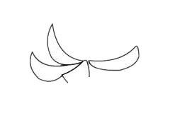 菊花简笔画图片步骤二