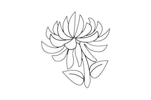 菊花简笔画完成图