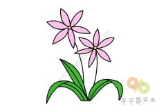 美丽的兰花简笔画图片大全