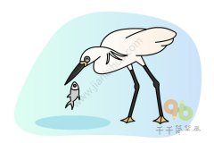 教你画漂亮的鹭简笔画图片