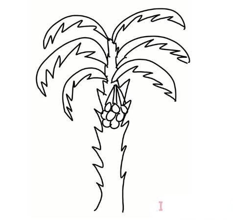 椰子树的画法步骤简笔画图片简单好看