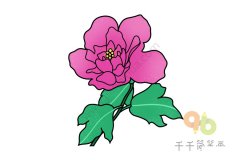 美丽的木槿简笔画