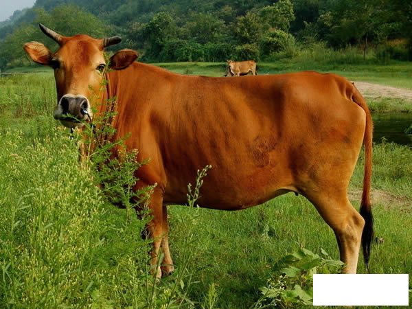 黄牛动物百科简介