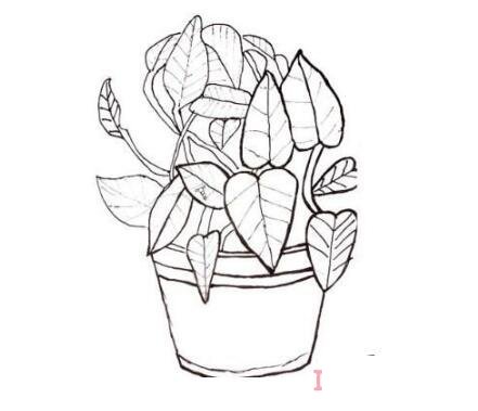 手绘绿萝盆栽的画法简笔画图片简单好看