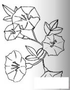 牵牛花简笔画画法_怎么画牵牛花