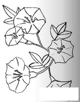 简笔画牵牛花的具体画法步骤图片教程