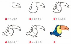 巨嘴鸟简笔画步骤图片大全