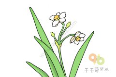 美丽的水仙花简笔画