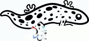 山椒鱼(大鲵)简笔画图片