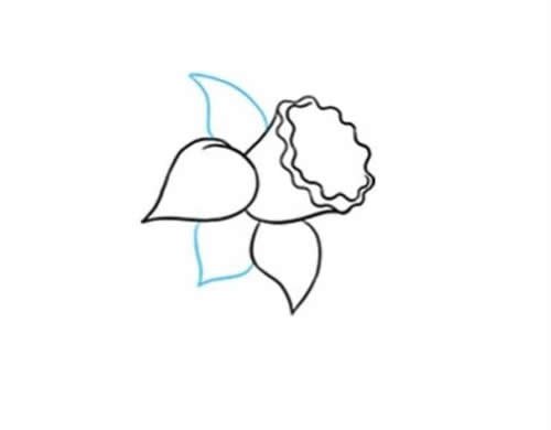 黄水仙花简笔画步骤图