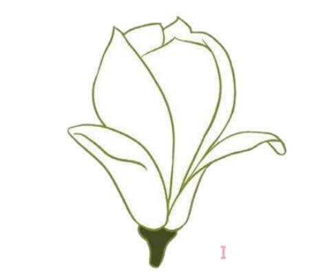 简笔画玉兰花怎么画涂颜色简单漂亮