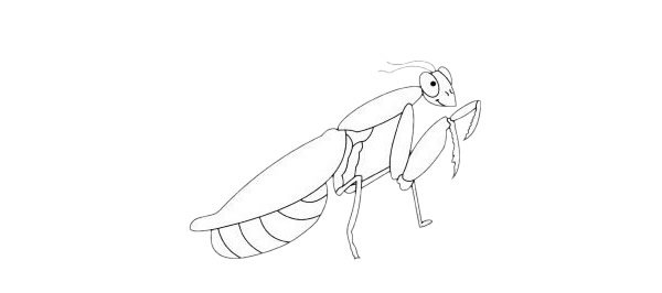 螳螂简笔画图片