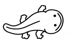 山椒鱼/大鲵简笔画图片大全