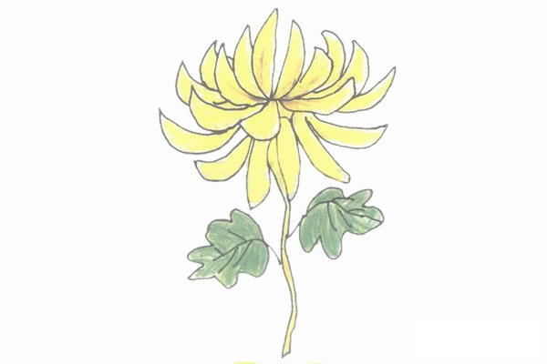 菊花简笔画图片