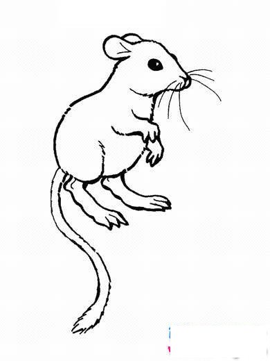 幼儿关于小白鼠的简笔画