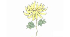 菊花简笔画的画法步骤图教程