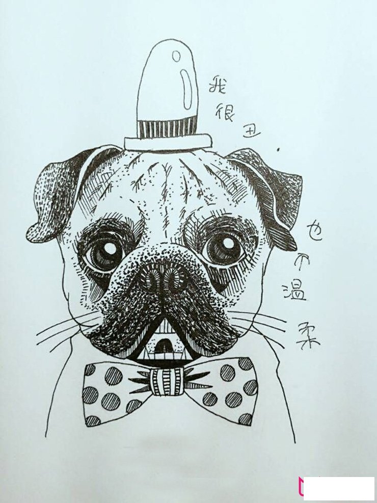 丑萌巴哥犬简笔画图片
