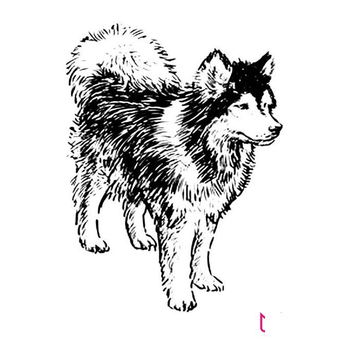 哈士奇简笔画图片