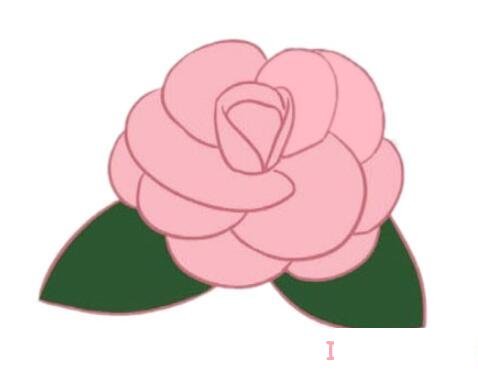 漂亮山茶花怎么画涂颜色 山茶花简笔画图片