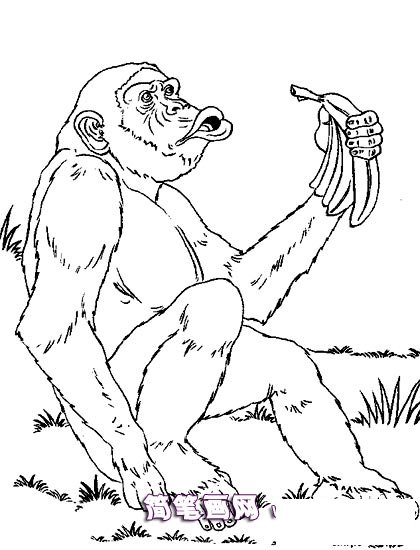 吃香蕉的老猴子简笔画