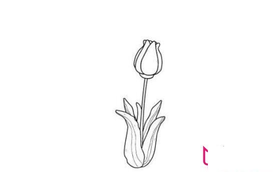 植物简笔画，水仙百合花简笔画