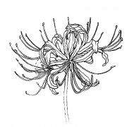 彼岸花植物花简笔画步骤图片大全