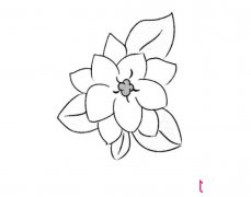 栀子花简笔画图片