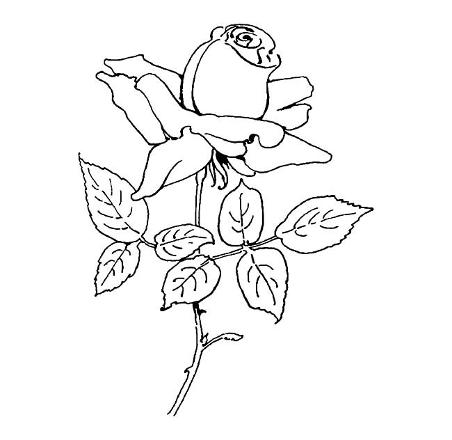 手绘玫瑰花简笔画图片