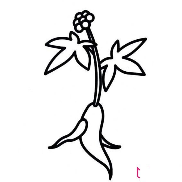 人参花简笔画图片