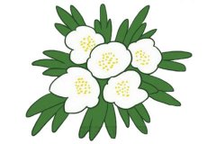 银莲花简笔画的画法步骤教程及图片大全