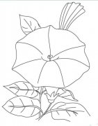早春的牵牛花简笔画画法_怎么画早春的牵牛花
