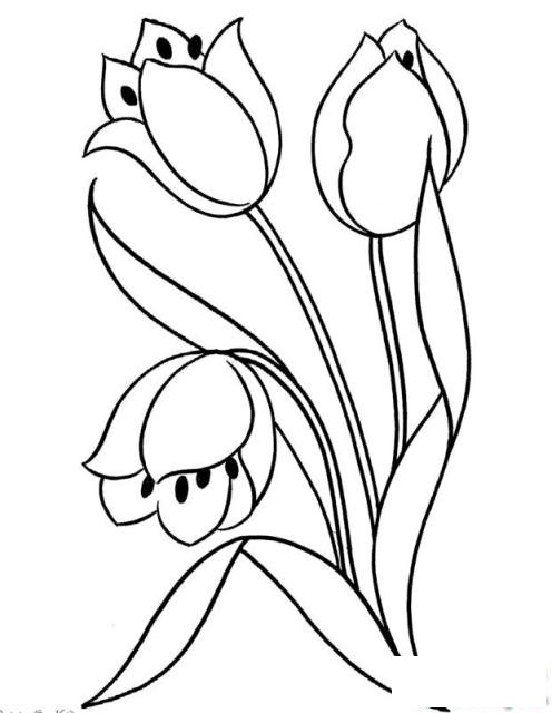 简笔画漂亮的郁金香的具体画法步骤图片教程