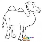 动物简笔画：一只骆驼5