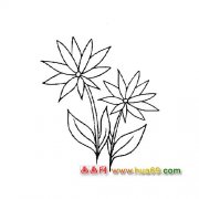 花卉简笔画：两朵开了的菊花