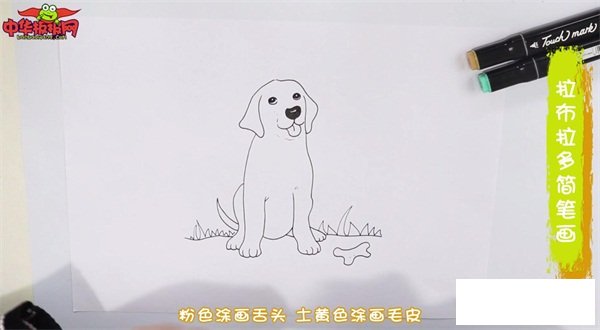 拉布拉多简笔画