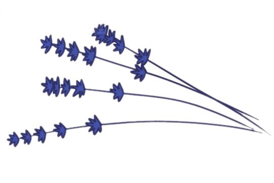 薰草简笔画图片