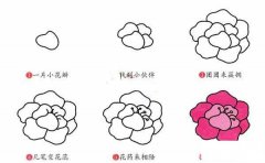 牡丹花简笔画画法步骤:怎么画牡丹