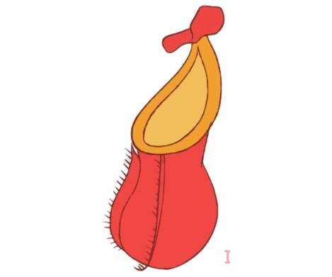 猪笼草的画法步骤图带颜色 猪笼草简笔画图片