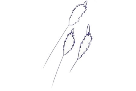 薰草简笔画图片