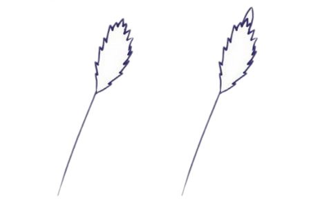 薰草简笔画图片