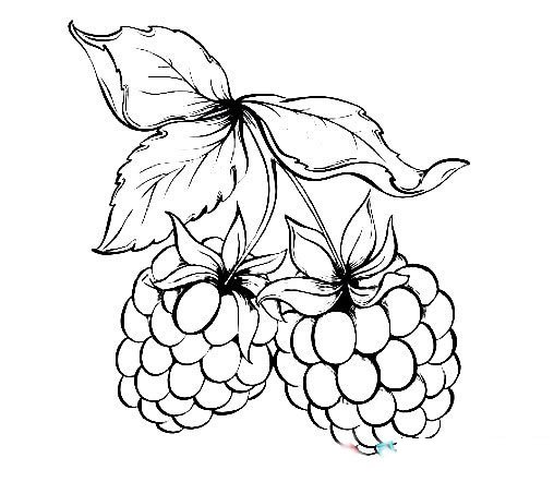 树莓简笔画图片