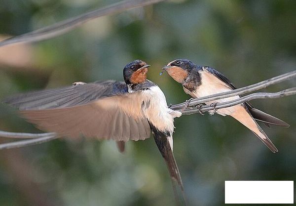 小燕子简笔画步骤图解