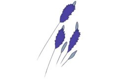 薰衣草简笔画的画法步骤教程及图片大全
