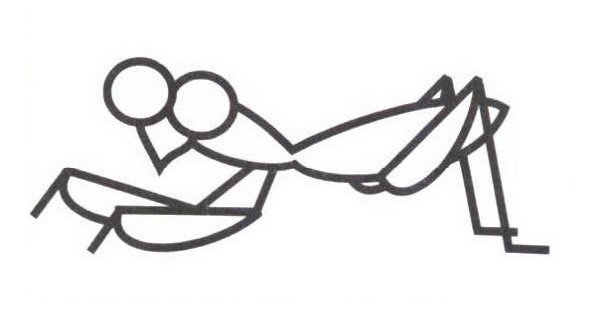 螳螂简笔画步骤二